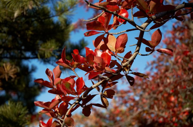 Colorful Leaves