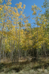 Fall Aspens at the Inner Basin trailhead 