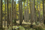 Aspens