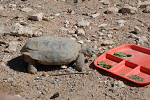 Desert tortoise