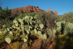 Prickly pear