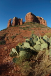 Cactus and Cathedral Rock