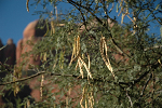 Seed pods of a Mesquite tree