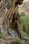 Weeping Rock and vegetation